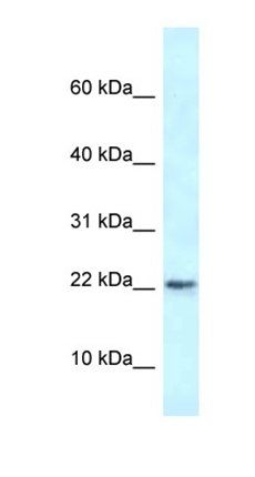 Rbm3 antibody