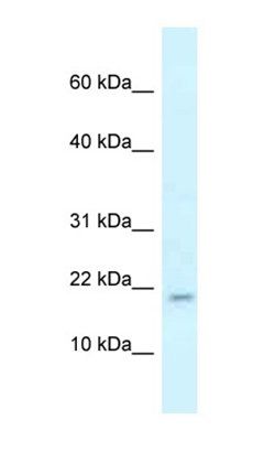 Rbm3 antibody