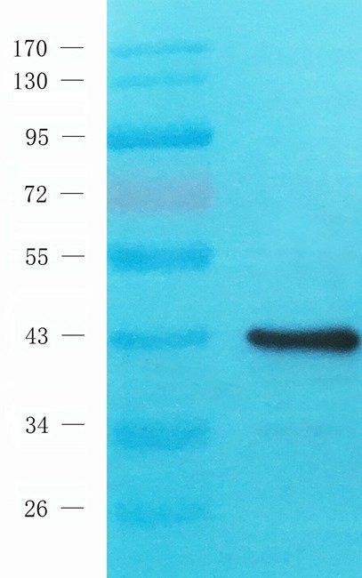 RBM4 antibody