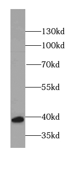 RBM4 antibody