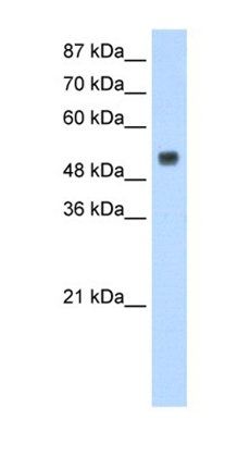 RBM45 antibody