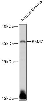 RBM7 antibody