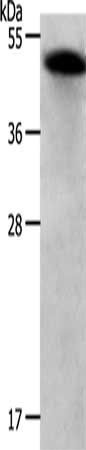 RBMS1 Antibody
