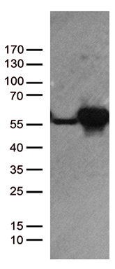 RBMS3 antibody