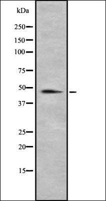 RBMS3 antibody