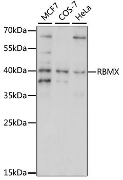 RBMX antibody