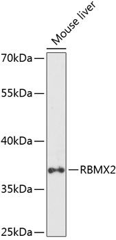 RBMX2 antibody