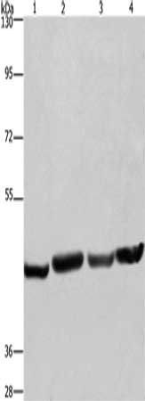 RBMY1A1 Antibody