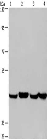 RBMY1A1 antibody