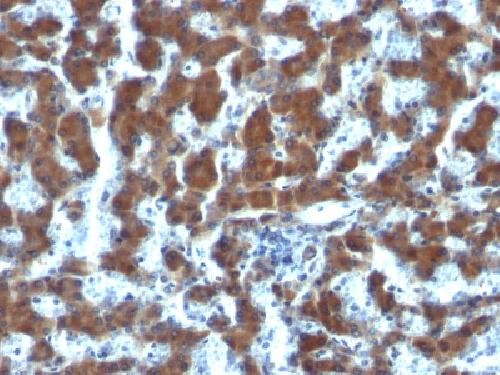 RBP1 antibody