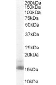 Goat anti-RBP1 Antibody