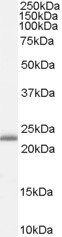 RBP4 antibody