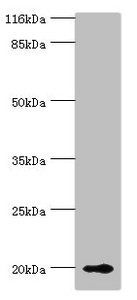 RBP5 Antibody