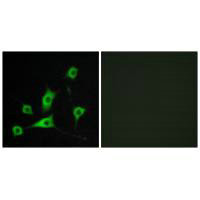 RBP5 Antibody