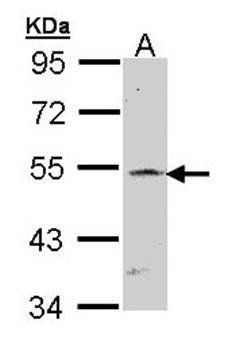 RBP-Jkappa antibody