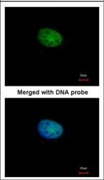 RBPJK antibody [C1C3]