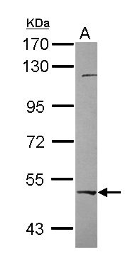 RBPJK Rabbit Polyclonal Antibody