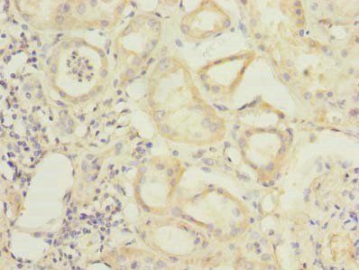 RBPMS Antibody