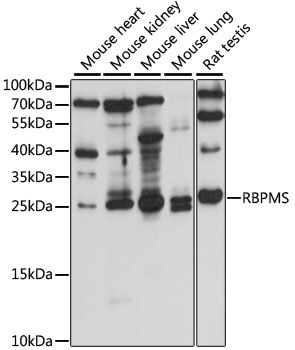 RBPMS antibody