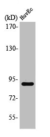 RBSN antibody