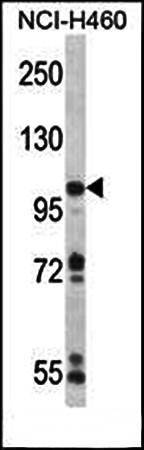 RC3H1 antibody