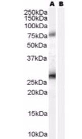 Goat anti-EBAG9 / RCAS1 Antibody
