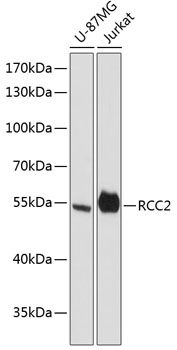 RCC2 antibody