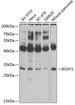 RCHY1 antibody