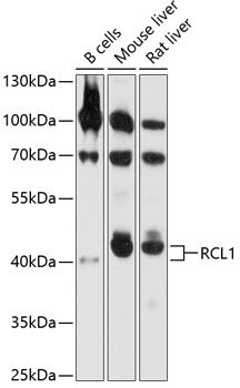 RCL1 antibody