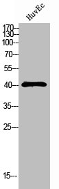 RCL1 antibody