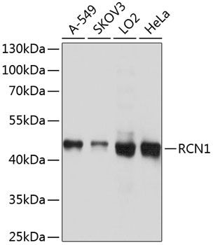 RCN1 antibody