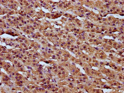 RCN3 Antibody