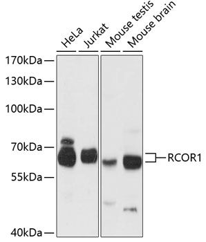 RCOR1 antibody