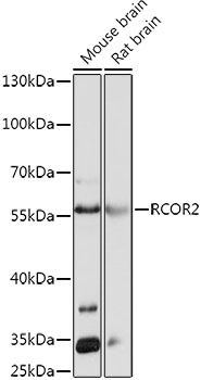 RCOR2 antibody