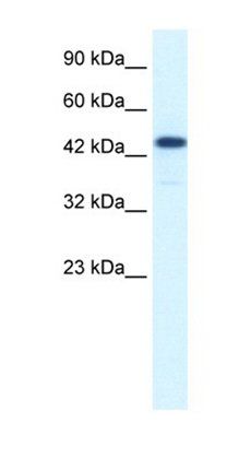 RCOR3 antibody