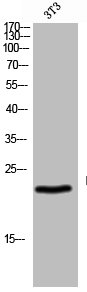 RCVRN antibody