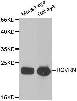 RCVRN antibody