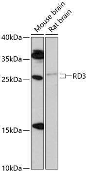 RD3 antibody