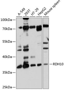 RDH10 antibody