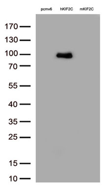 RDH14 Antibody