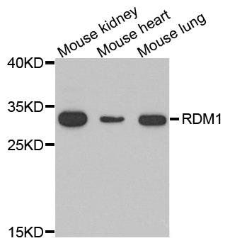RDM1 antibody