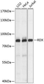 RDX antibody