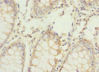REC8 Antibody