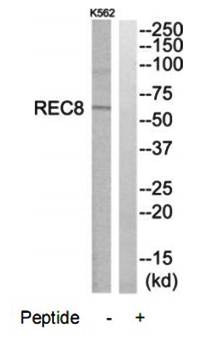 REC8 antibody
