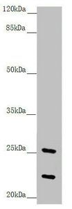 REEP1 Antibody