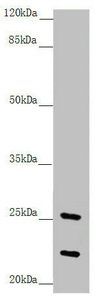 REEP1 antibody