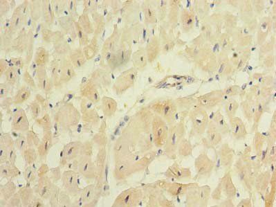 REEP2 Antibody