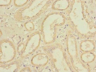 REEP3 Antibody