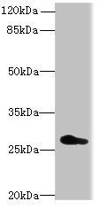 REEP4 Antibody