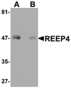 REEP4 Antibody